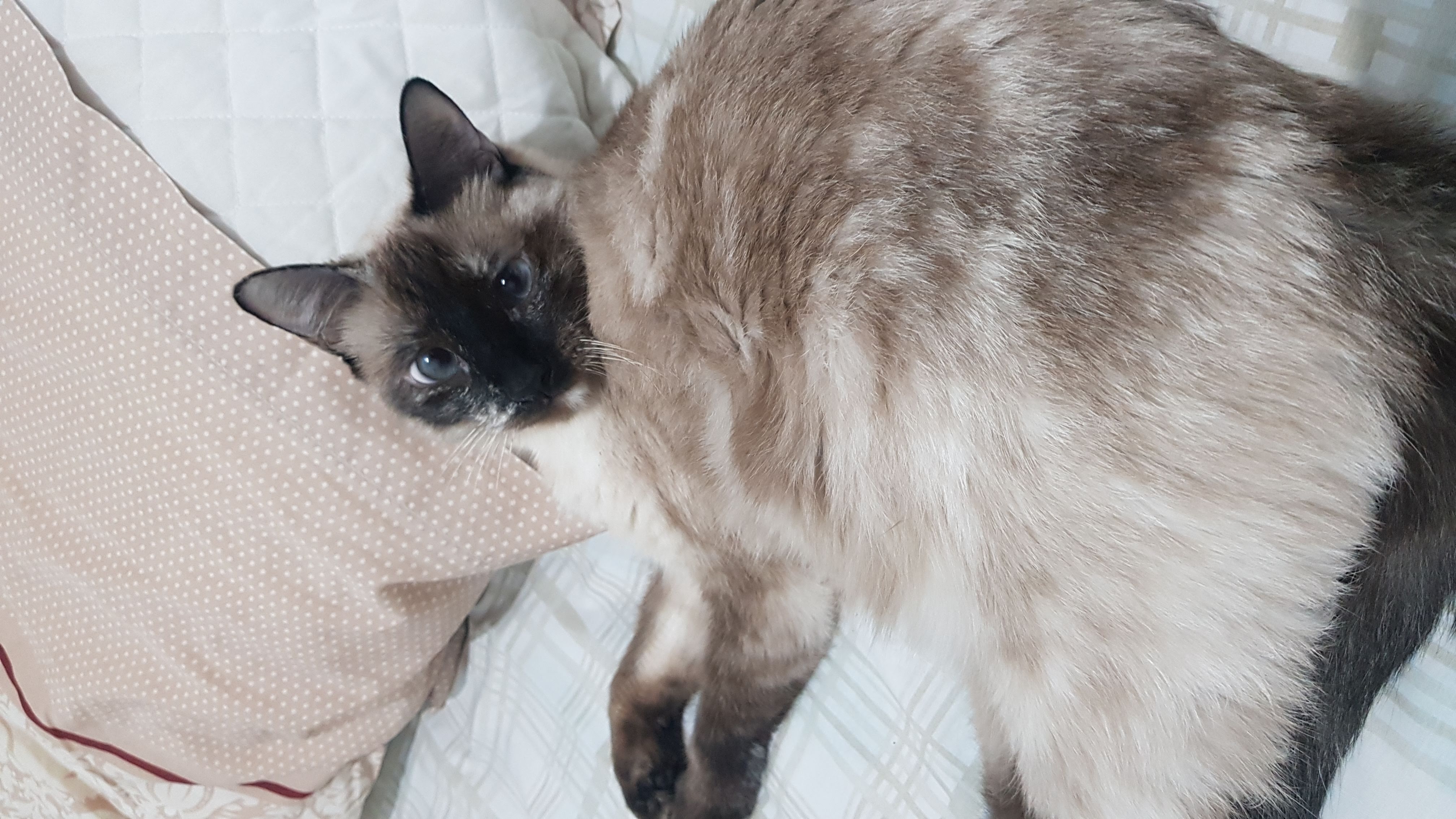 Mi gata Yuumi